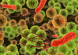 抗微生物肽图像