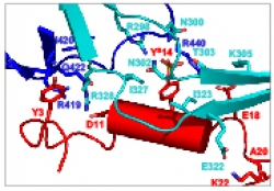 HIV-1包膜蛋白gp120与其共受体的相互作用