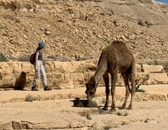 Wadi Heimar 2019图片编号3.