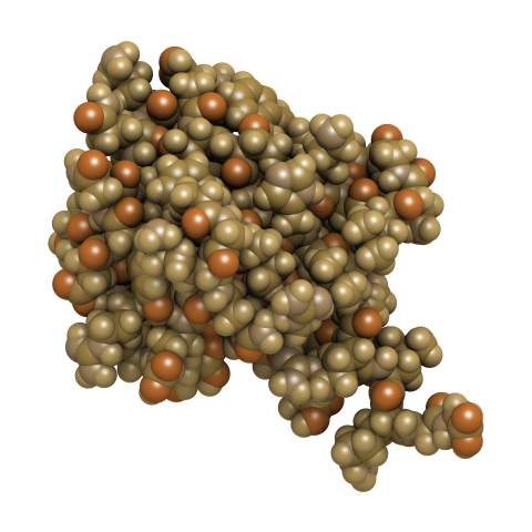 泛素蛋白分子模型