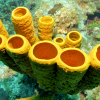 海底的黄色管状海绵