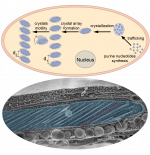 晶体形成细胞的发育和细胞生物学