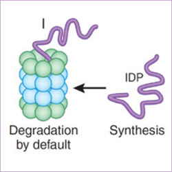 内在无序蛋白(IDPs)