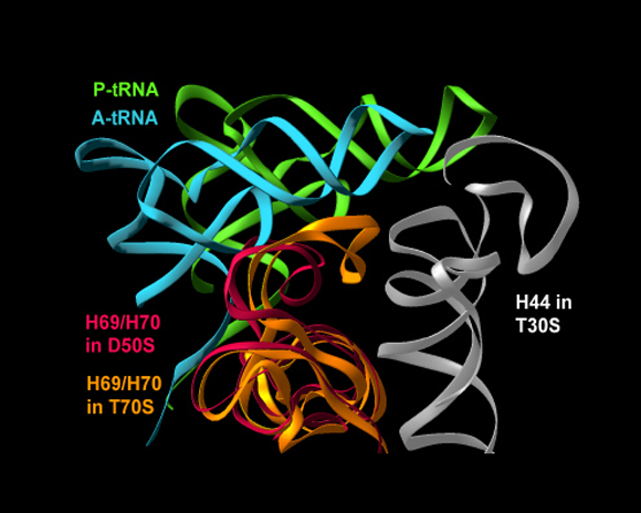 Schluenzen等人，Cell 102, 615-23 (2000);Harms等，细胞，107,679-88 (2001);Yonath, Annu Rev bioophys biool Struct, 31,257 -73 (2002)