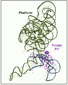 Zarivach等，Curr Protein Pept science, 3,55 -65 (2002)